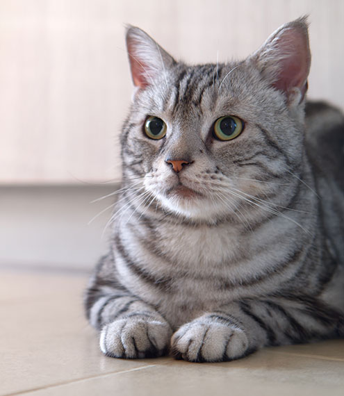 ¿cómo contarle las uñas a mi gato?